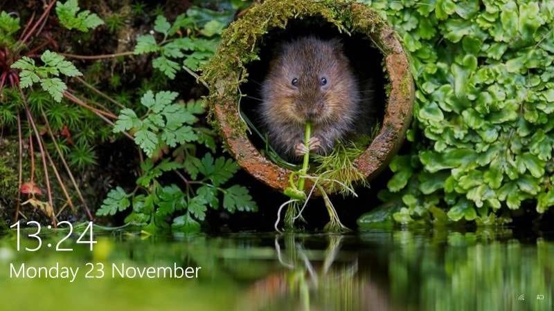 How to save Windows Spotlight Lock Screen Pictures In Windows 10